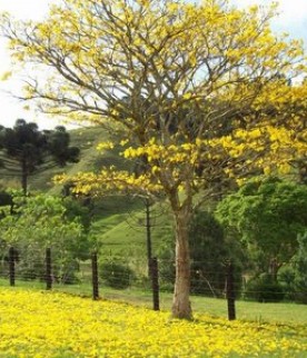 Ipê amarelo