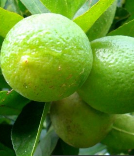 Limão Taithi