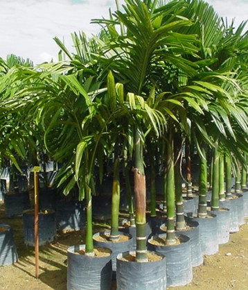 Areca Catechu 