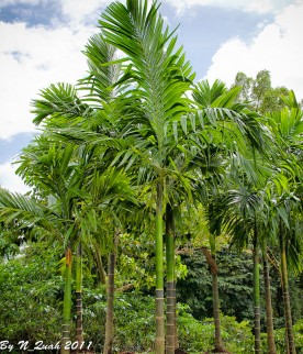 Areca Catechu 