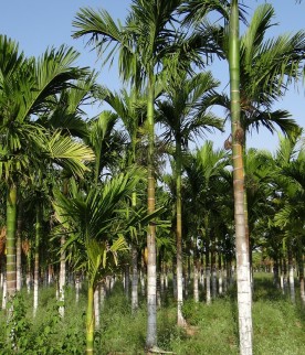 Areca Catechu 