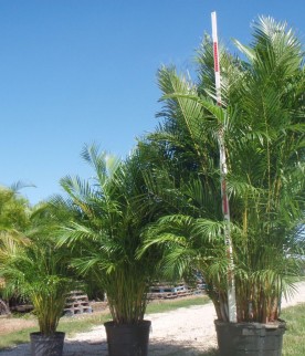 Areca Bambu 