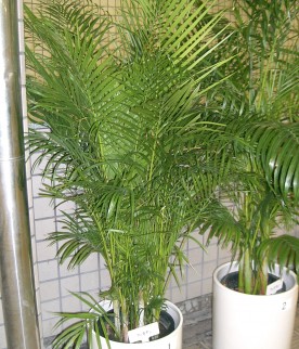 Areca Bambu 