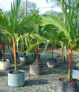 Areca Vestiaria 