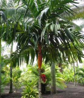 Areca Vestiaria 