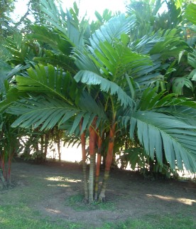 Areca Vestiaria 