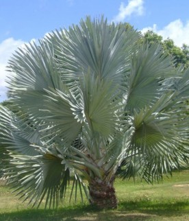 Palmeira Azul  e palmeira-de-bismarck