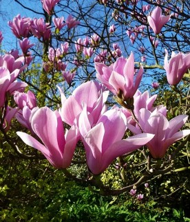 Magnolia