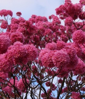 Ipê Rosa