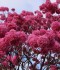 blog-thumb
