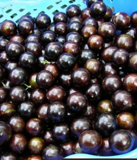 Jabuticaba