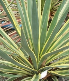 Yuca Variagata