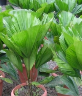 Licuala