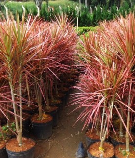 Dracena Tricolor