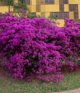 Bougainvillea